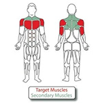 UBX286 muscle groups
