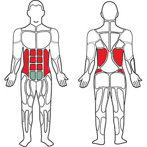 Diagram for the muscles used when exercising on the Back Extension