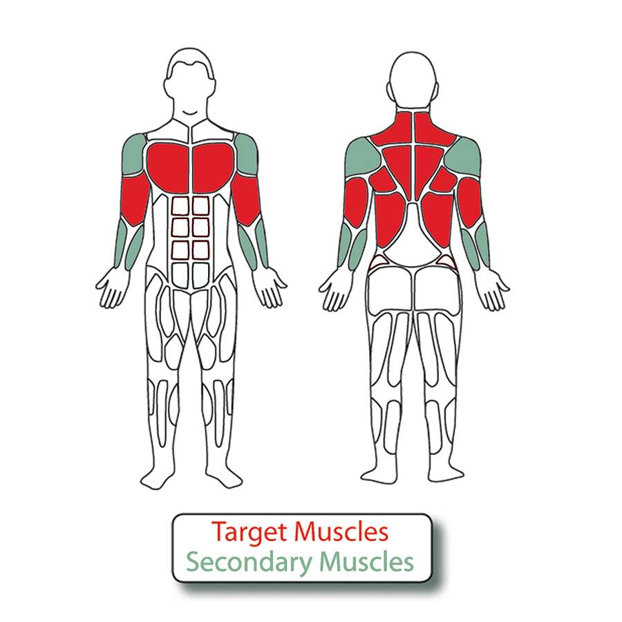 Muscle Groups for 2-Person Back & Arms Combo