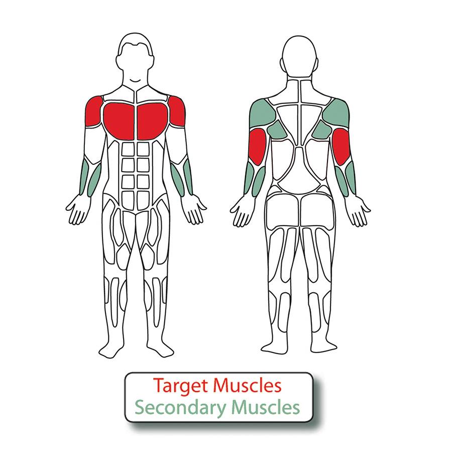Muscle Groups for 2-Person Accessible Vertical Press