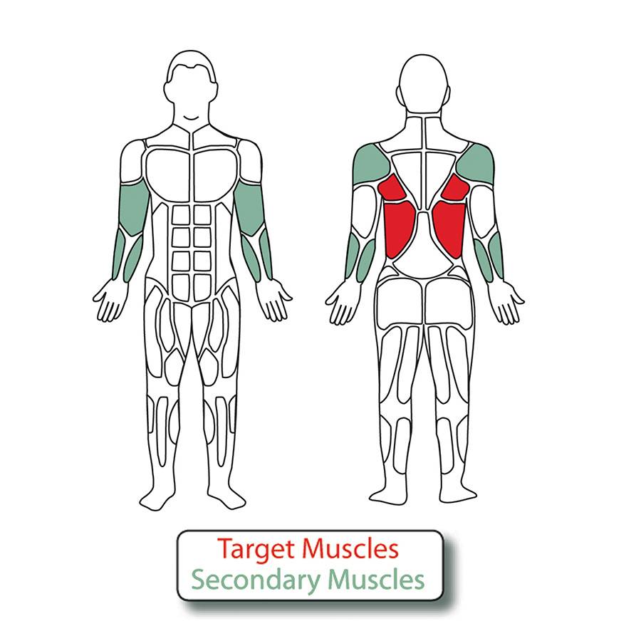 Muscle Groups for 2-Person Accessible Lat Pull