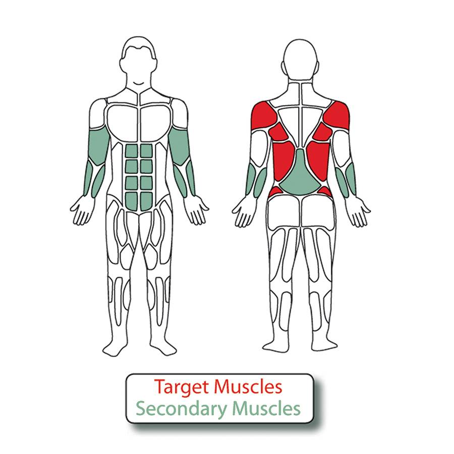 Muscle Groups for Rowing Machine