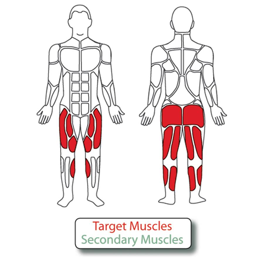 Muscle Groups for Leg Extension