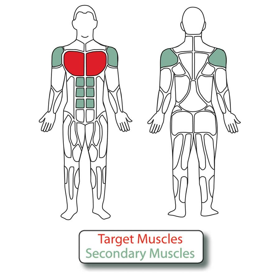 Muscle Groups for Adjustable Butterfly