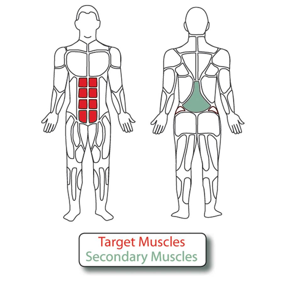 Muscle Groups for Adjustable Ab Toner