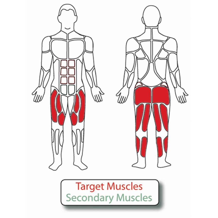 Muscle Groups for Adjustable Squat