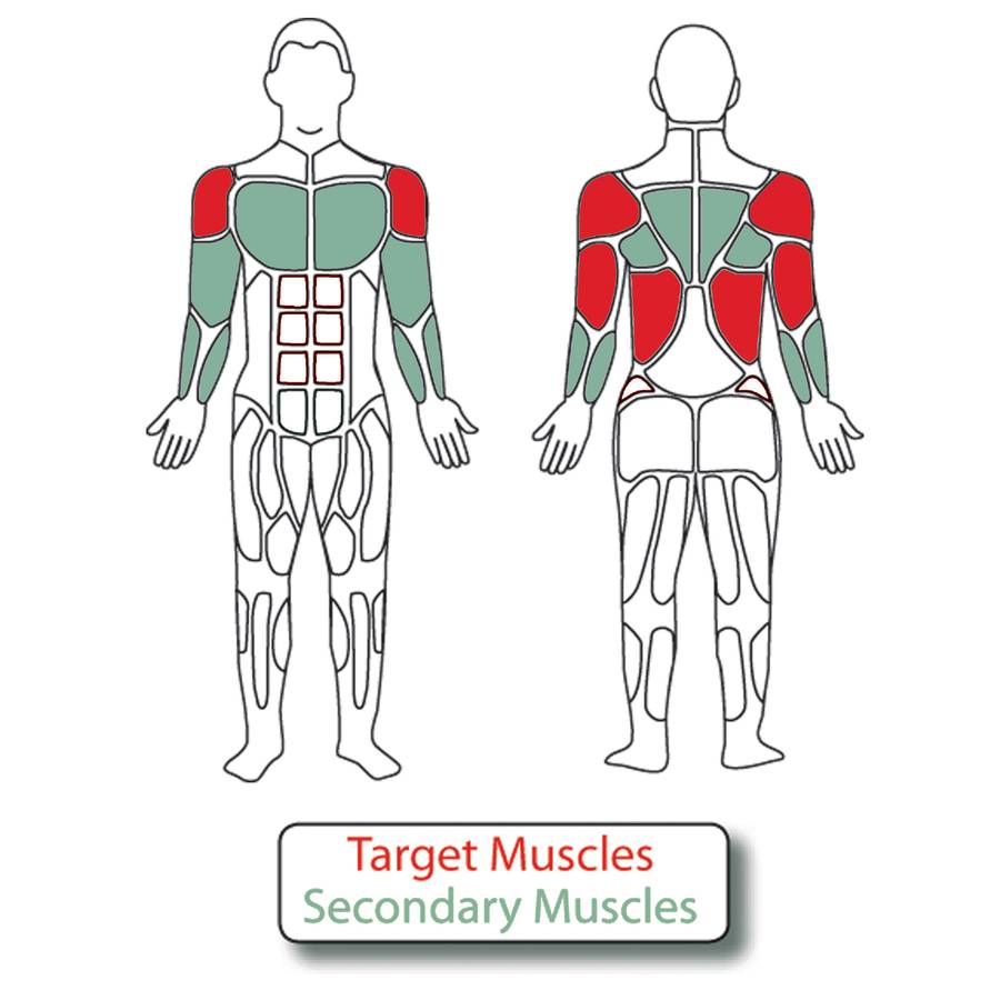 Muscle Groups for Adjustable Shoulder Press