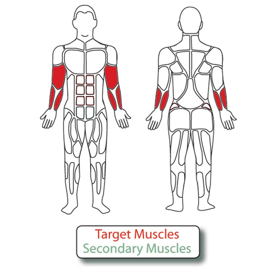 Muscle Groups for Adjustable Arm Curl