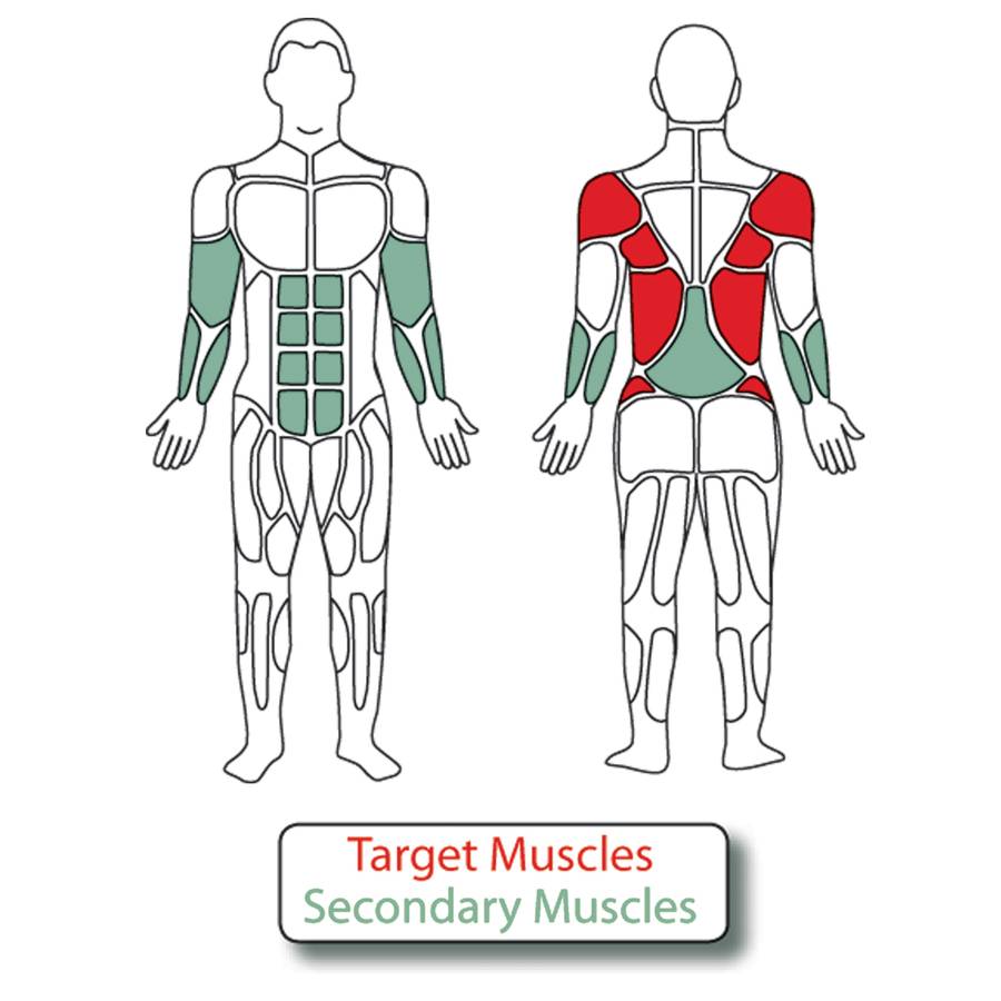 Muscle Groups for Adjustable Rower