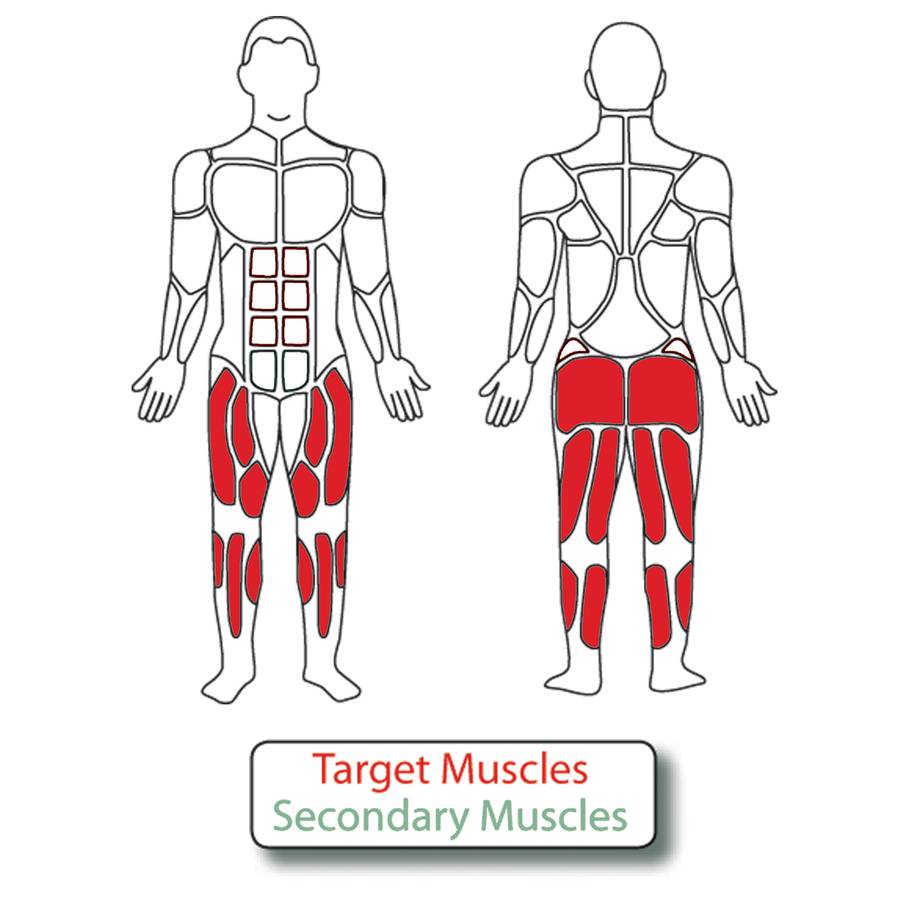 Muscle Groups for Adjustable Stepper