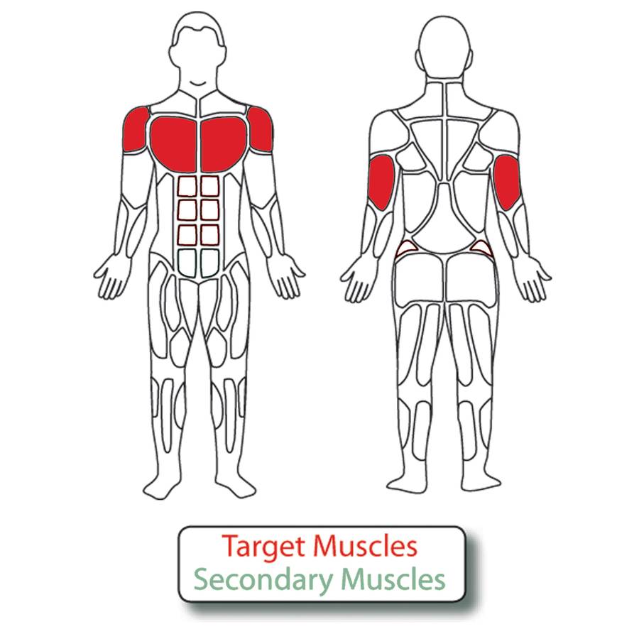 Muscle Groups for Adjustable Bench Press